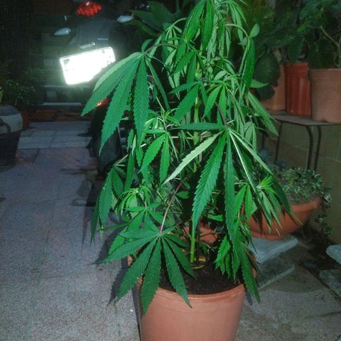 Natural growlog timeline photo