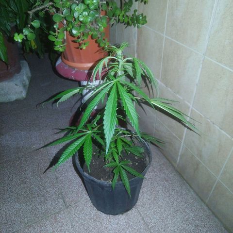 Natural growlog timeline photo