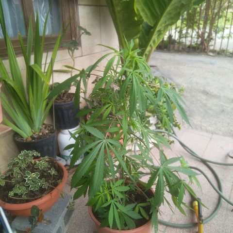 Natural growlog timeline photo