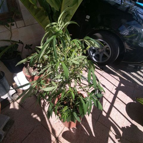Natural growlog timeline photo