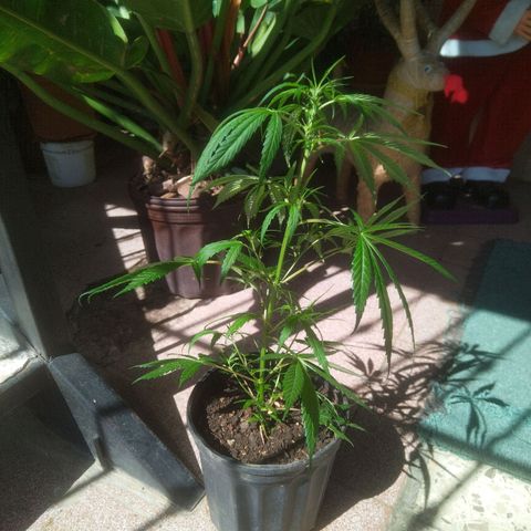 Natural growlog photo: Visita del domingo 