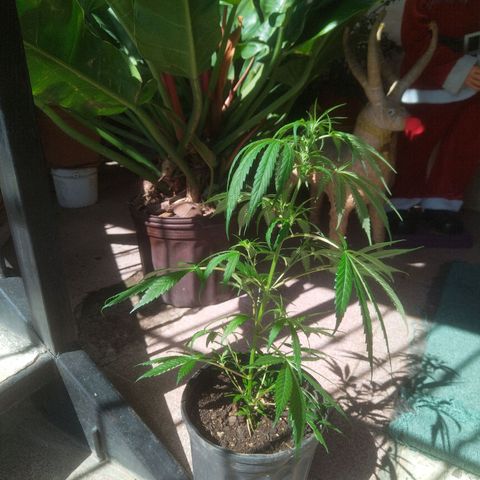 Natural growlog timeline photo