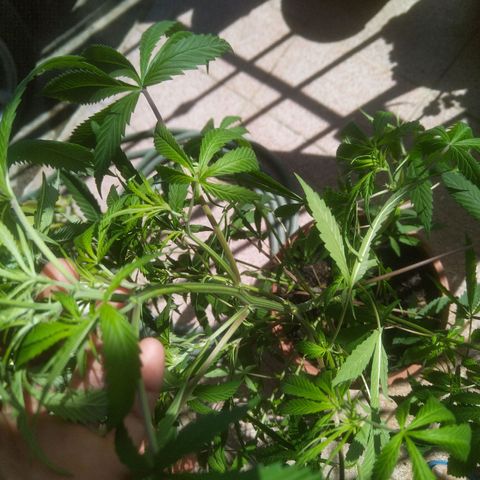 Natural growlog timeline photo
