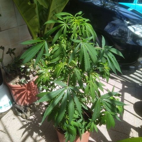 Natural growlog timeline photo