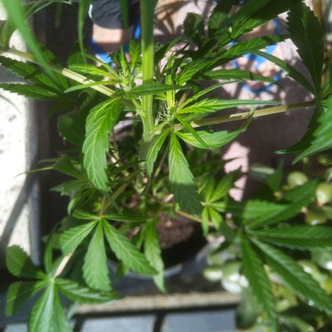 Natural growlog timeline photo