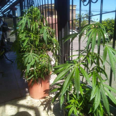 Natural growlog timeline photo