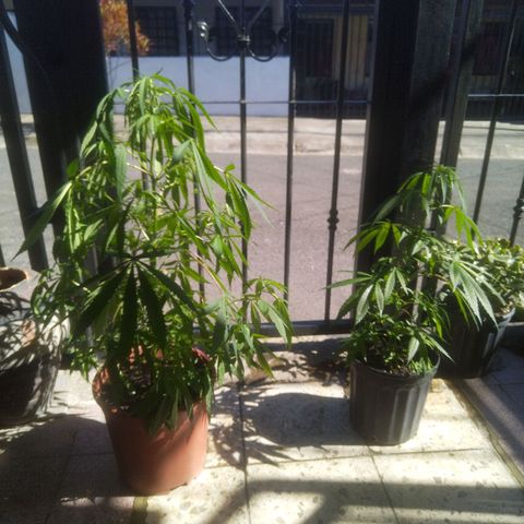 Natural growlog timeline photo