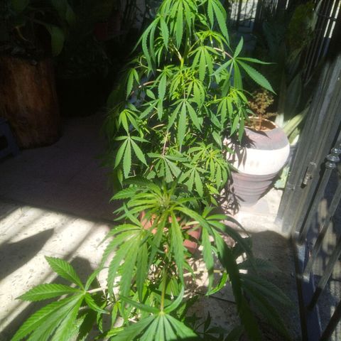 Natural growlog timeline photo