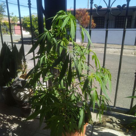 Natural growlog timeline photo