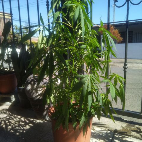Natural growlog timeline photo