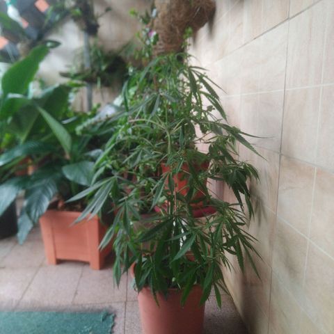 Natural growlog photo: indicios de floración! 