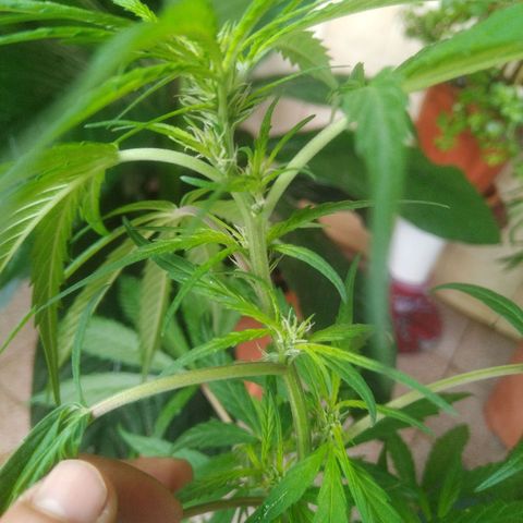 Natural growlog photo: indicios de floración! 