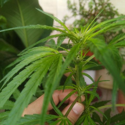 Natural growlog photo: indicios de floración! 
