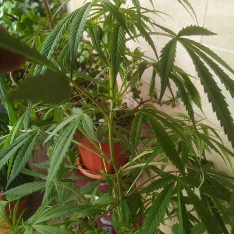 Natural growlog photo: indicios de floración! 
