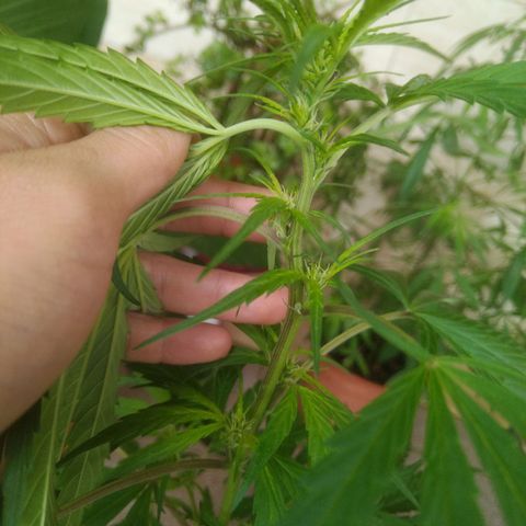 Natural growlog photo: indicios de floración! 