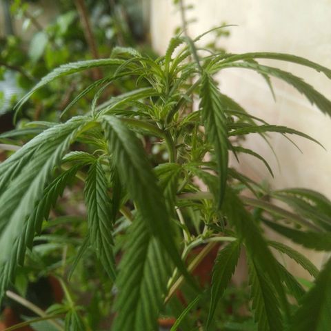 Natural growlog photo: indicios de floración! 