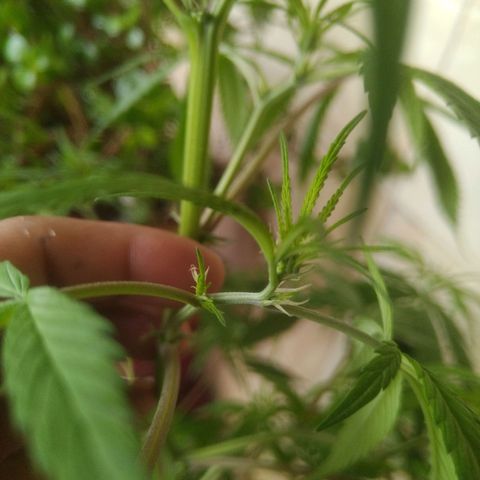 Natural growlog photo: indicios de floración! 