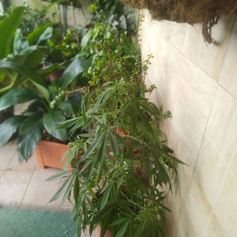 Natural growlog photo: indicios de floración! 