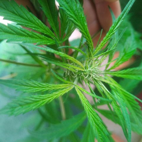 Natural growlog photo: indicios de floración! 