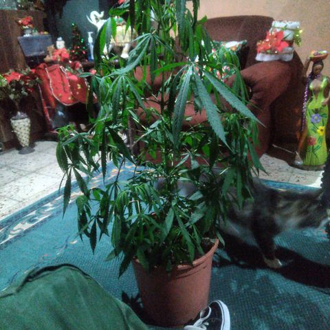 Natural growlog timeline photo