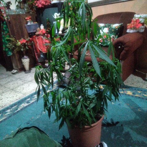 Natural growlog timeline photo