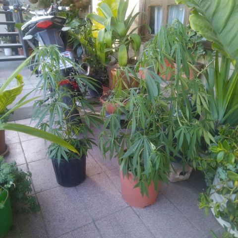 Natural growlog timeline photo
