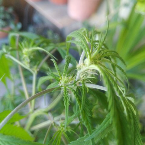 Natural growlog timeline photo