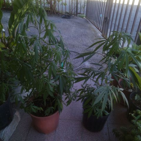 Natural growlog timeline photo