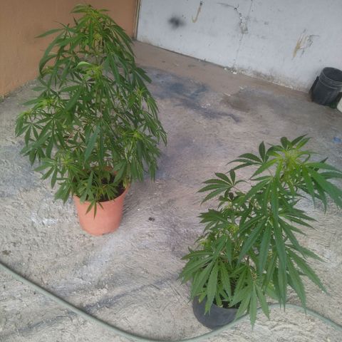 Natural growlog photo: Antes de la Poda 