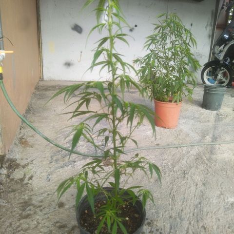 Natural growlog photo: Primera Poda 