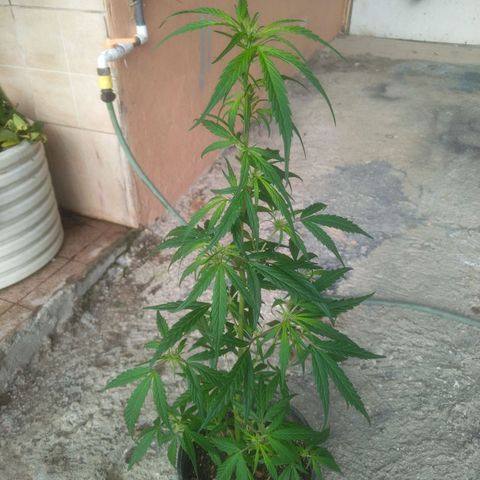 Natural growlog photo: Primera Poda 