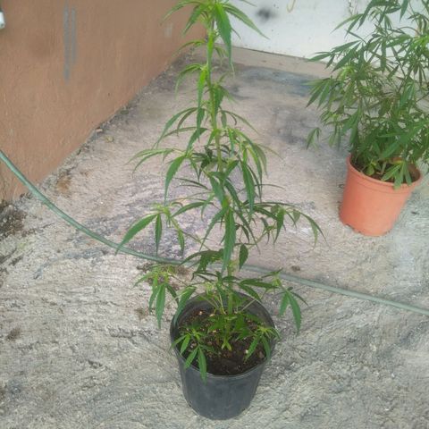 Natural growlog timeline photo