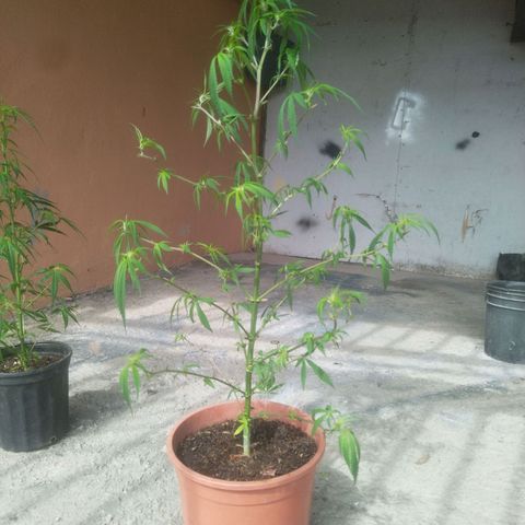 Natural growlog photo: Segunda Poda 