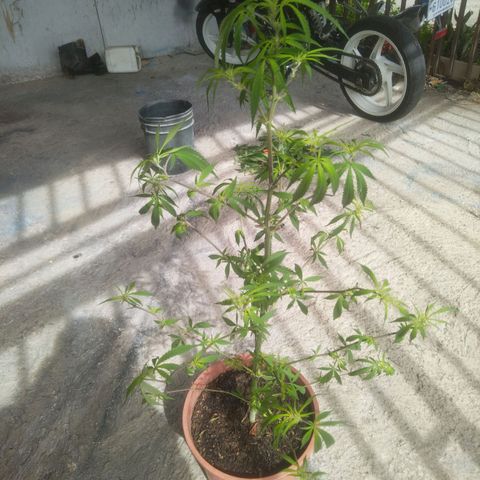 Natural growlog photo: Segunda Poda 