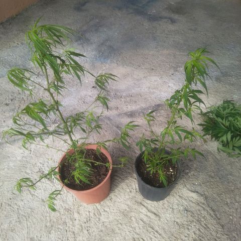 Natural growlog photo: Podas listas..
Empezando etapa de floración.. 