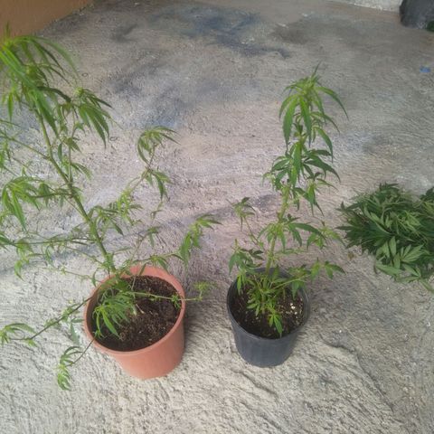 Natural growlog photo: Podas listas..
Empezando etapa de floración.. 