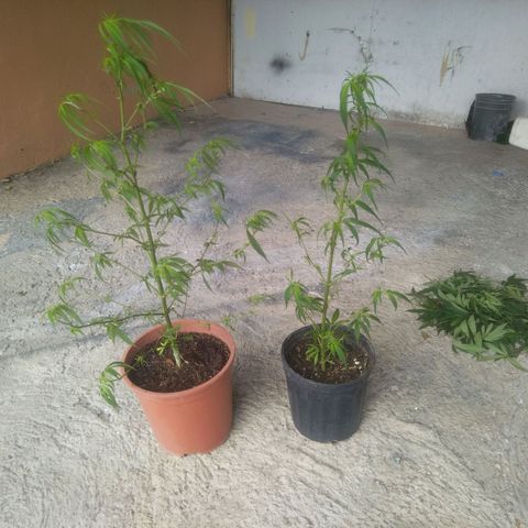 Natural growlog photo: Podas listas..
Empezando etapa de floración.. 