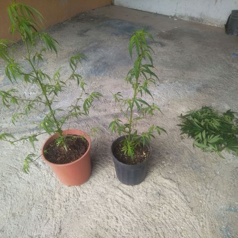 Natural growlog photo: Podas listas..
Empezando etapa de floración.. 