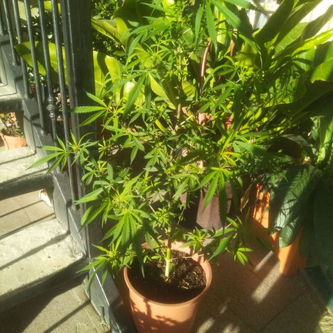 Natural growlog timeline photo