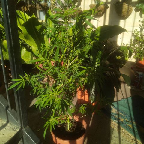 Natural growlog timeline photo