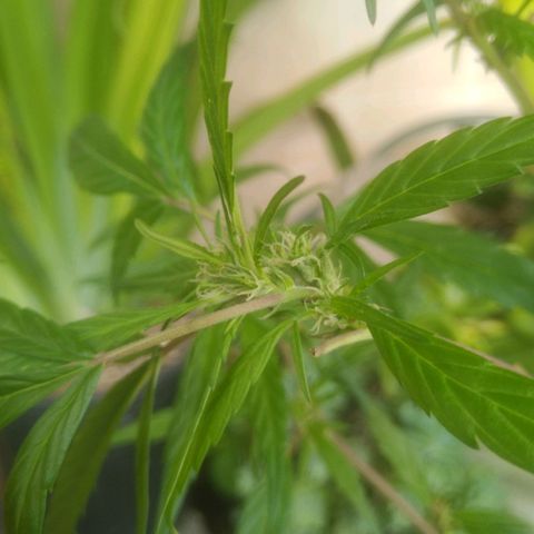 Natural growlog photo: Floreciendo... 