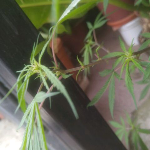 Natural growlog photo: Floreciendo... 