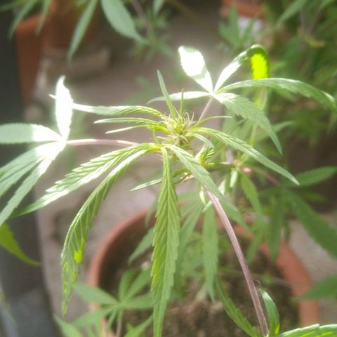 Natural growlog photo: Floreciendo... 