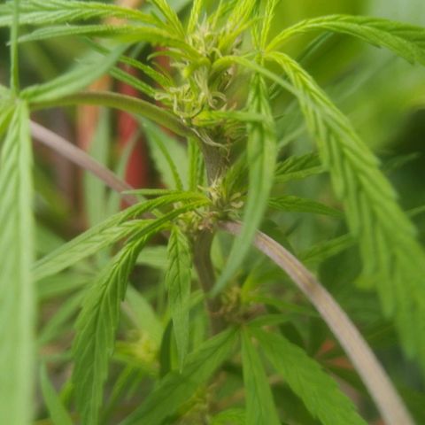 Natural growlog photo: Floreciendo... 