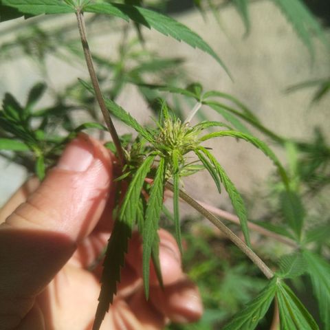 Natural growlog photo: Capullitos 