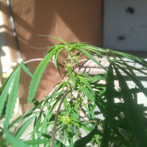 Natural growlog photo: Capullitos 