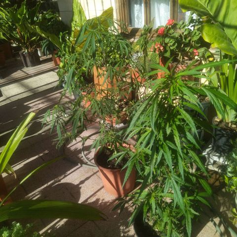 Natural growlog photo: Capullitos 