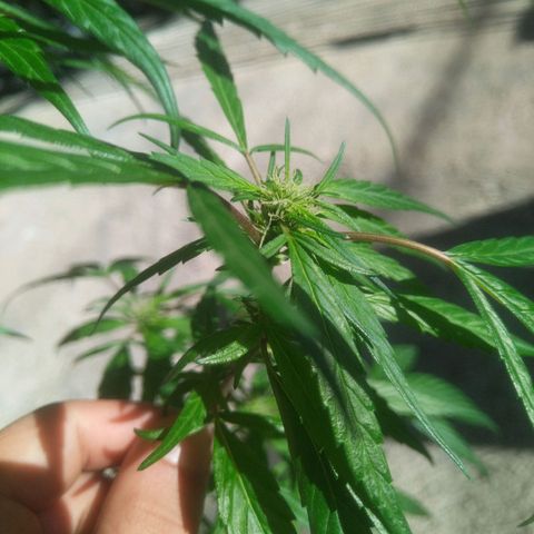 Natural growlog photo: Capullitos 