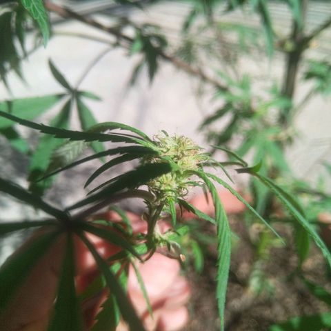 Natural growlog photo: Capullitos 