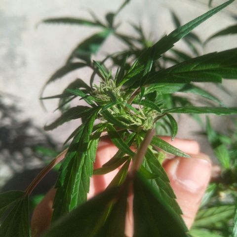 Natural growlog photo: Capullitos 